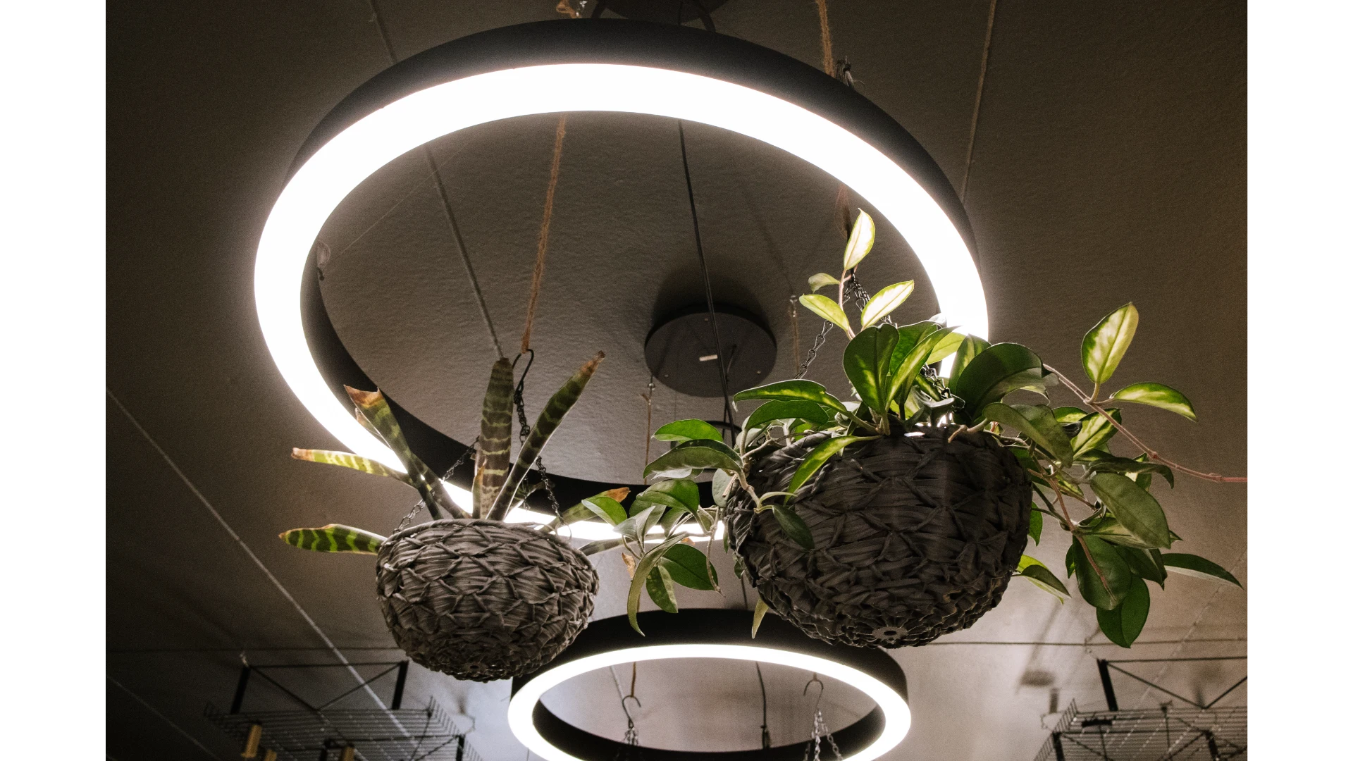 The LampShop showroom lighting